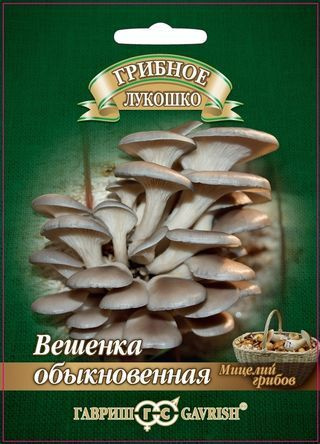 Мицелий грибов Вешенка Обыкновенная на древесной палочке 12 шт./ Семена грибов  #1