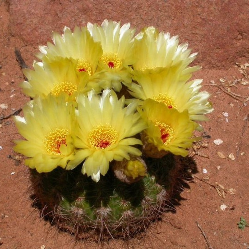 Суккулент Кактус Notocactus concinnus семена (10 ШТ) #1