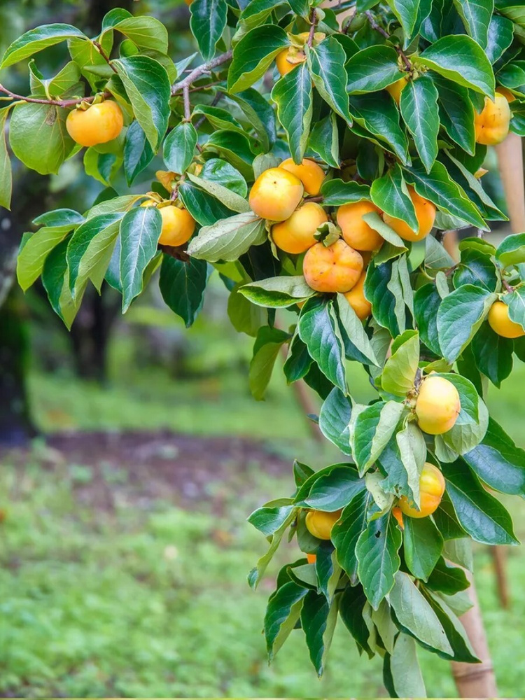 Семена Хурма виргинская (Diospyros virginiana), 5 штук #1