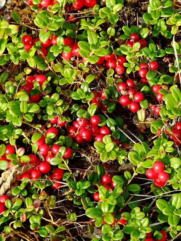 Семена Брусника обыкновенная (Vaccinium vitis-idaea), 30 штук #1