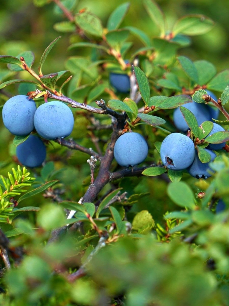 Семена Голубика обыкновенная (Vaccinium uliginosum), 20 штук #1