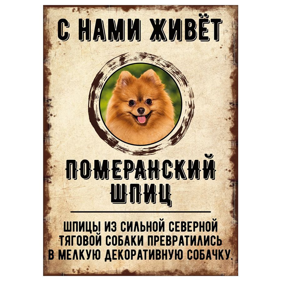 Табличка, декоративная, DANGER DOG, С нами живет Померанский шпиц, 18см х 25см  #1