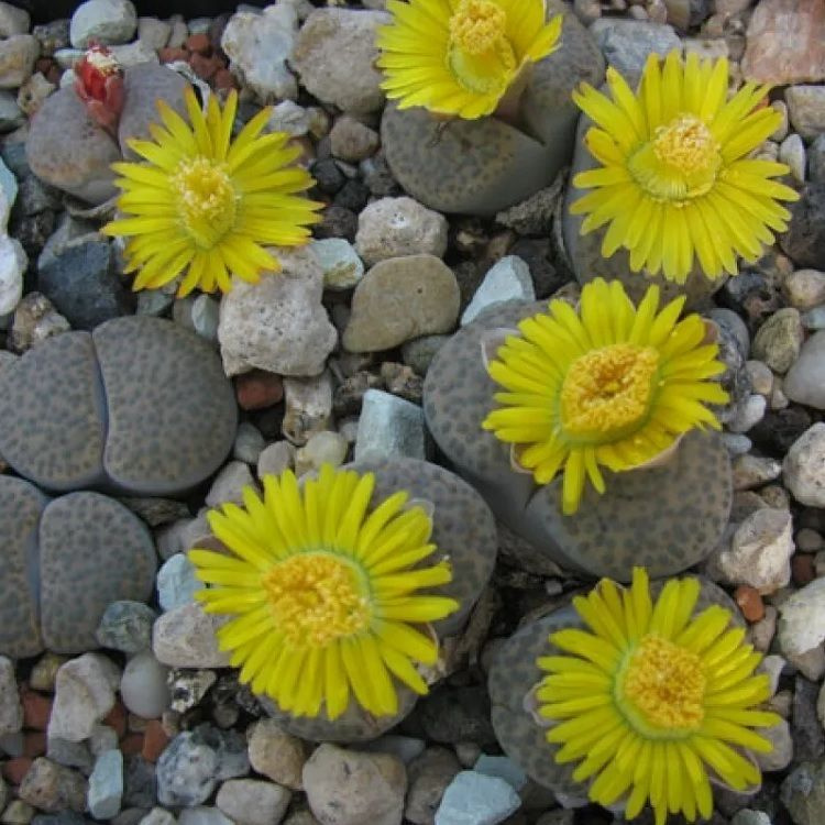 Суккулент Lithops fulviceps mix, семена (10 шт) #1