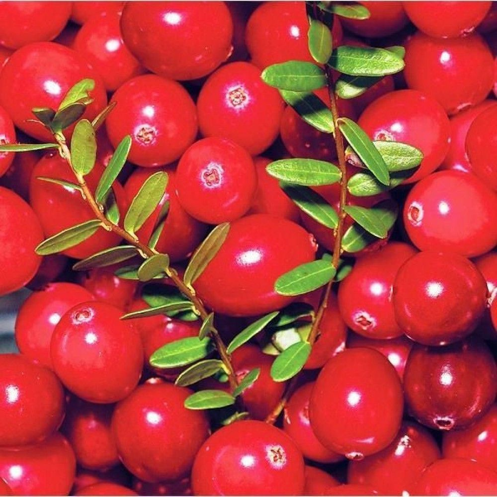 Что сделать чтобы клюква покраснела. Клюква 1 ягода. Клюква red star. Что можно сделать с забродившими ягодами. Что сделать чтобы клюква покраснела.