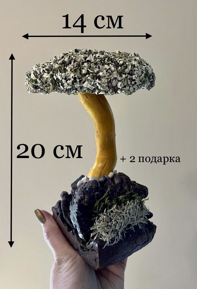 Живое дерево из исландского мха цетрария "Царь" #1