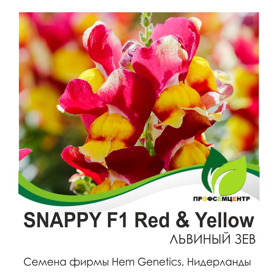 Львиный зев SNAPPY F1 Red & Yellow (Снэппи F1 Ред энд Еллоу), семена, 30 шт. (фасовка)  #1