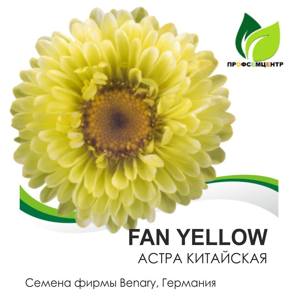 Астра китайская FAN YELLOW (Фан Еллоу) , семена, 10 шт. (фасовка)  #1