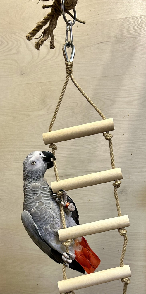 Игрушка для попугая - Подвесная лесенка, качелька #1
