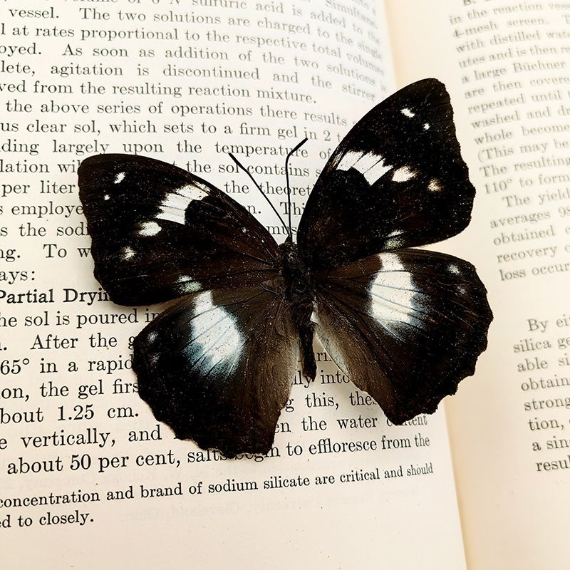 Настоящий образец бабочки в прозрачном боксе - купить с доставкой по ...
