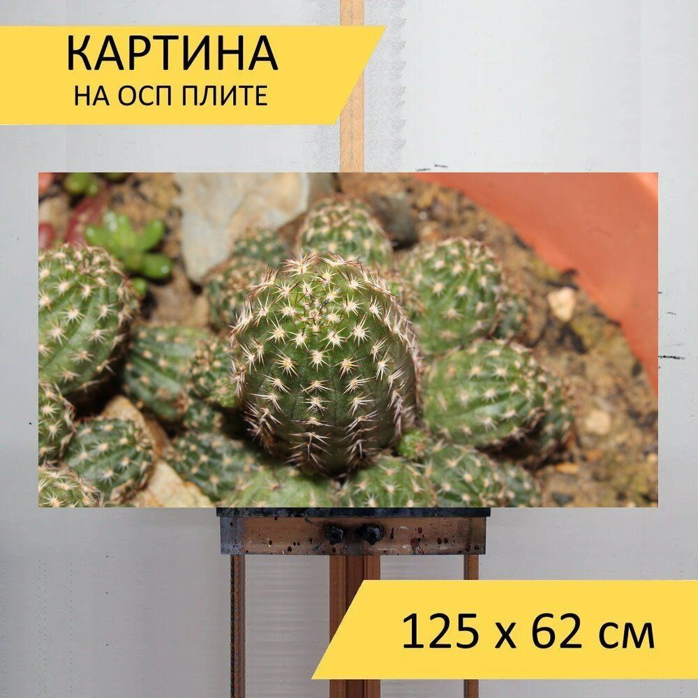 LotsPrints Картина "Кактус, мясистыми листьями, суккуленты 02", 125 х 62 см  #1