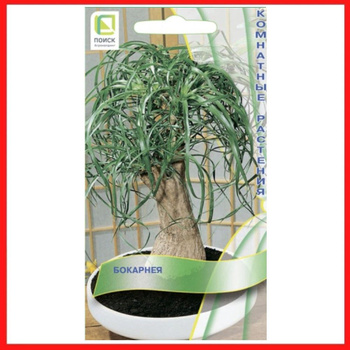 Нолина Растение – купить в интернет-магазине OZON по низкой цене