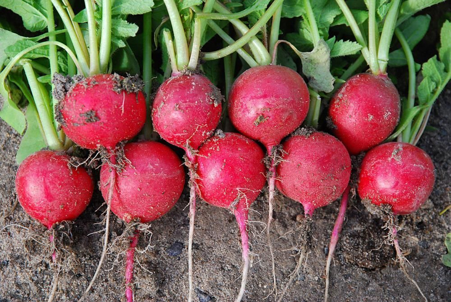 Семена редиса