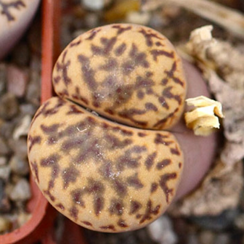 Суккулент Литопс Lithops bromfieldii C-348 семена (10 ШТ) #1