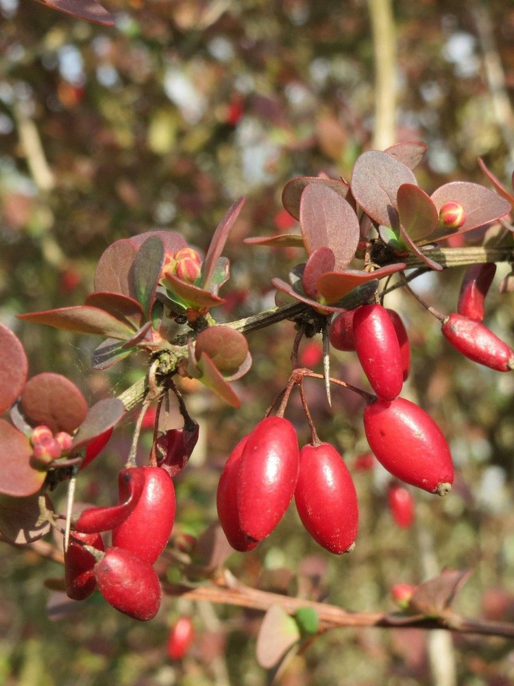 Семена Барбарис тунберга (Berberis thunbergii), 20 штук #1