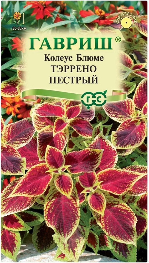 Колеус Тэррено пестрый, 1 пакет, семена 4 шт, Гавриш #1