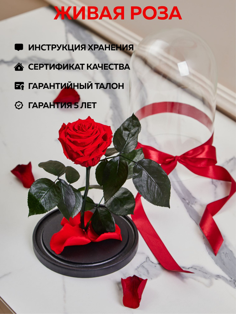 Роза в колбе живая, вечная, стабилизированная "PR" 27см, подарок маме, женщине, на 8 марта , на день #1