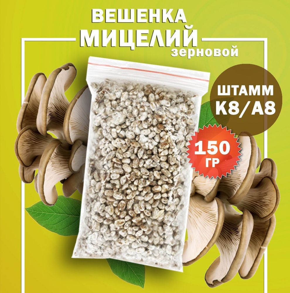 Мицелий грибов вешенка зерновой (штамм К8 / А8) - 150 гр. #1