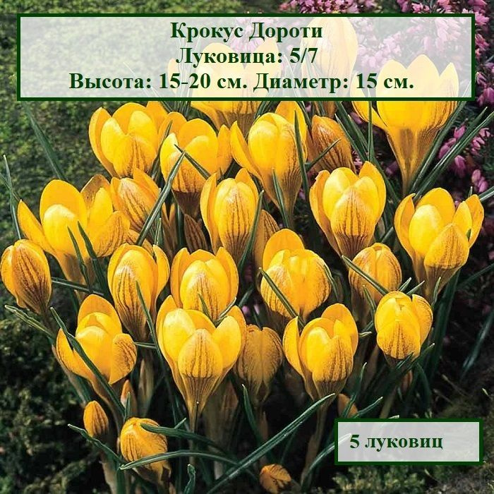 Крокус Дороти, (хриз.) (5 луковиц) #1