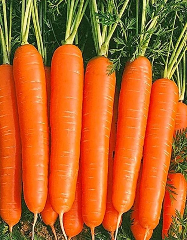Коллекционные семена моркови Болеро F1 #1