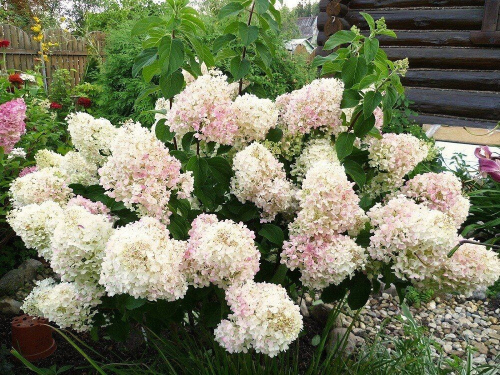 Гортензия Сильвер Доллар - купить с доставкой по выгодным ценам в ...