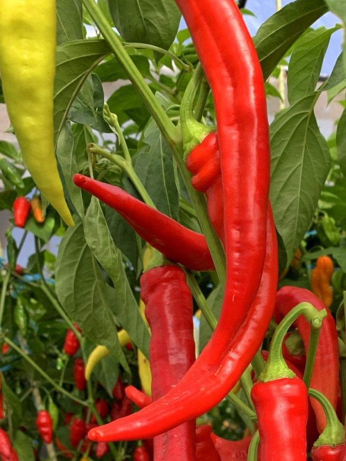 Паприка армянская. 108. Capsicum annuum.