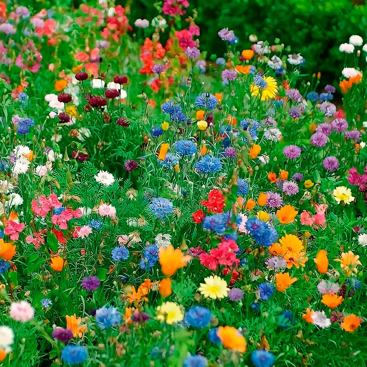 Мавританский газон в саду Wild flowers, Gardening blog, Planting flowers