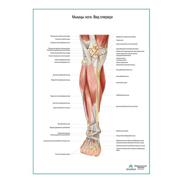 Мышцы ноги. Вид спереди (анатомия человека) плакат глянцевый А2+, плотная фотобумага от 200г/м2  #1