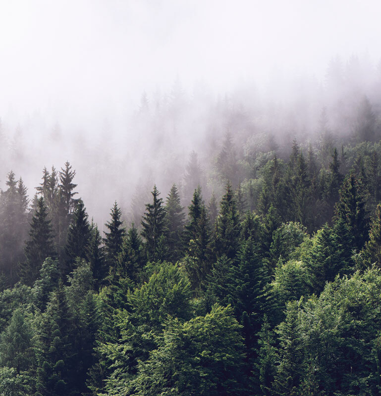 Фотообои GrandPik 2082 "Горный лес в тумане" (ШхВ), 250х260 см #1
