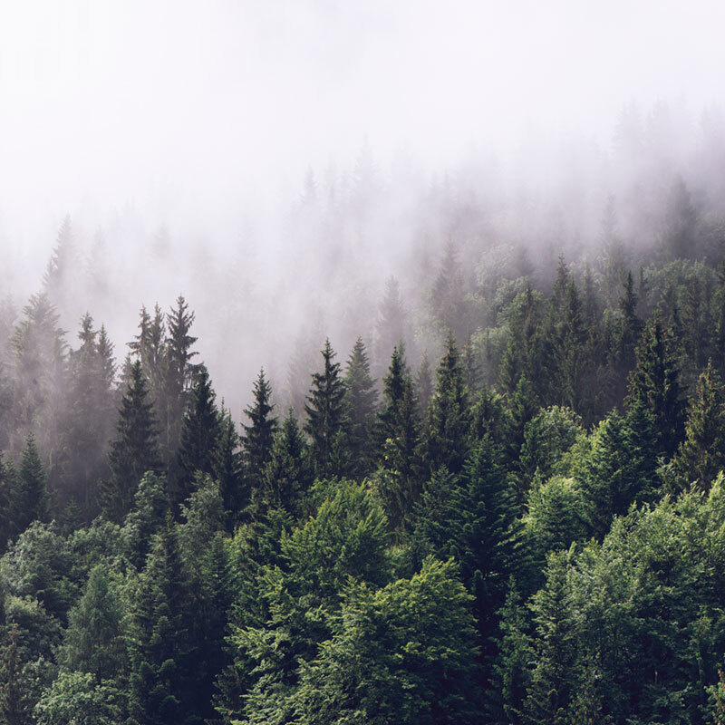 Фотообои GrandPik 2082 "Горный лес в тумане" (ШхВ), 300х300 см #1