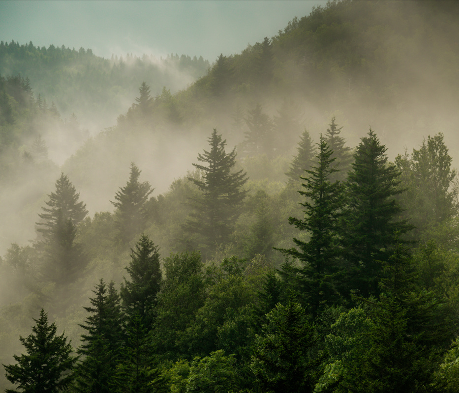 Фотообои флизелиновые на стену 3д GrandPik 2073 "Горный лес в тумане" (ШхВ), 350х300 см  #1