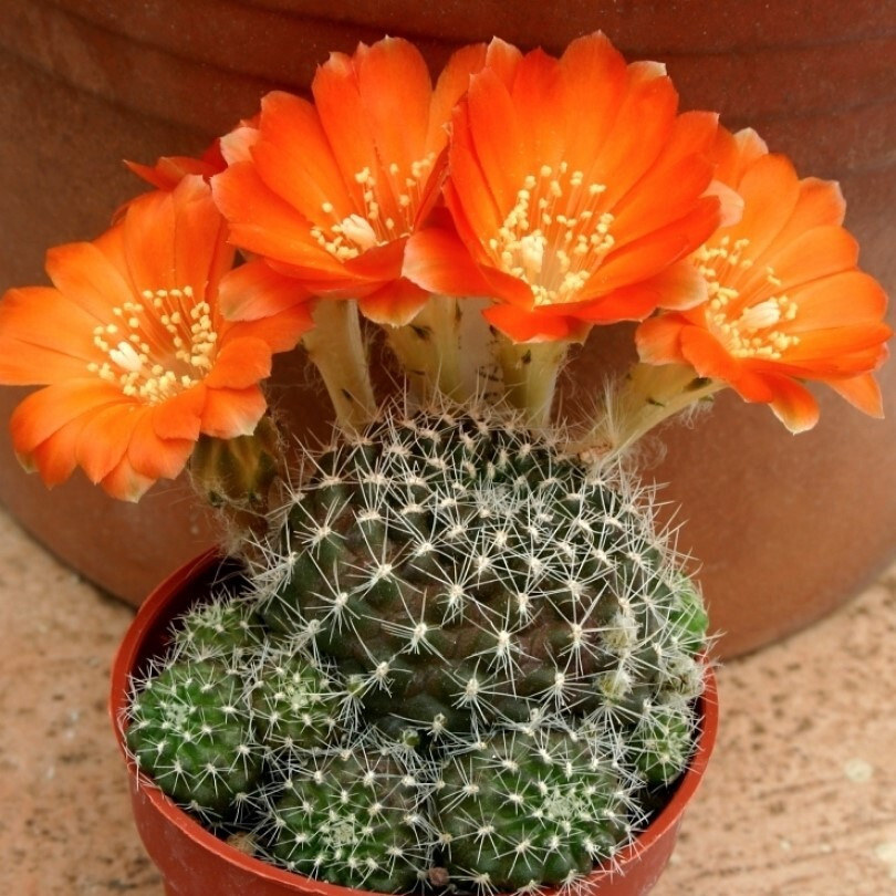 Суккулент Кактус Rebutia xanthocarpa v. aureiflora RW-194 семена (10 ШТ) #1