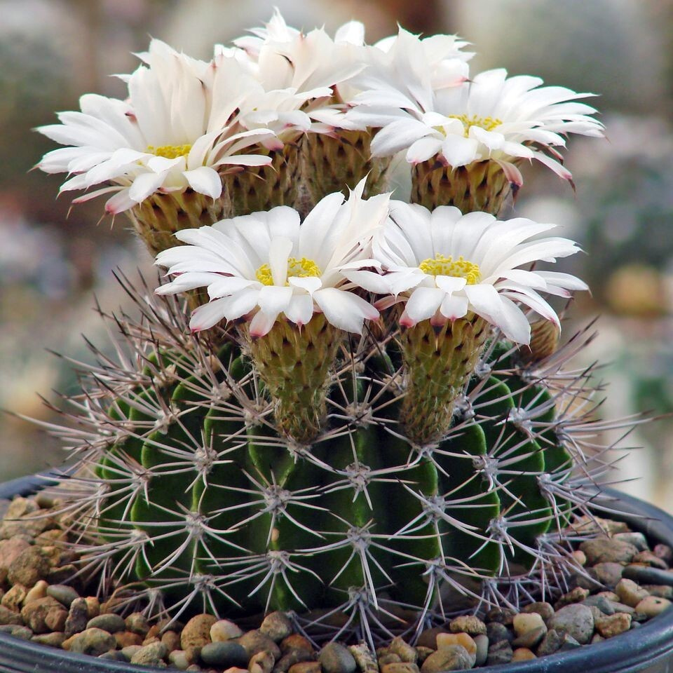 Суккулент Кактус Acanthocalycium klimpelianum P-91 семена (10 ШТ) #1