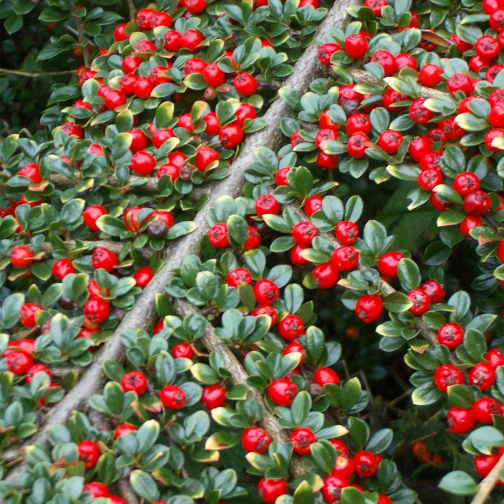 Кизильник иволистный (лат. Cotoneaster salicifolius Franch.) - Свежие семена 10шт + подарочек  #1