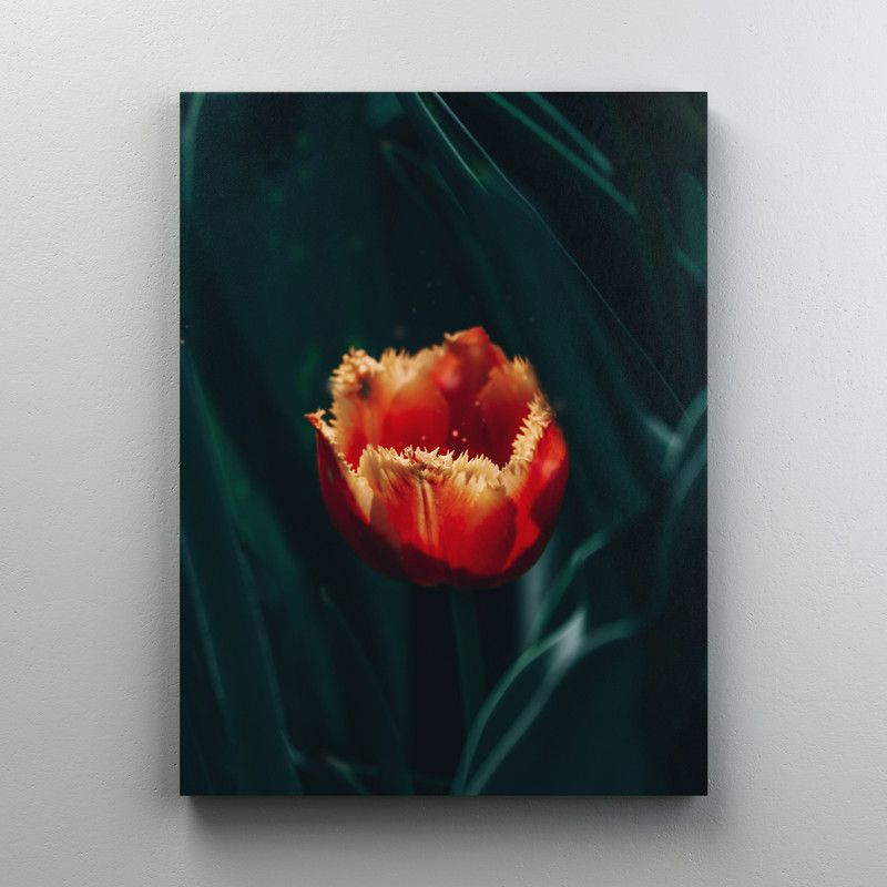 Интерьерная картина на холсте "Красный тюльпан с бахромой" на подрамнике 75x100 см  #1