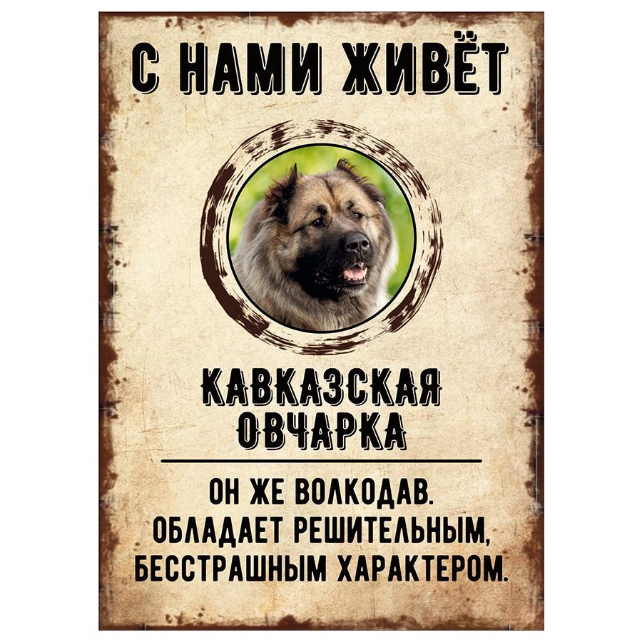 Табличка, декоративная, DANGER DOG, С нами живет Кавказская овчарка, 18см х 25см  #1