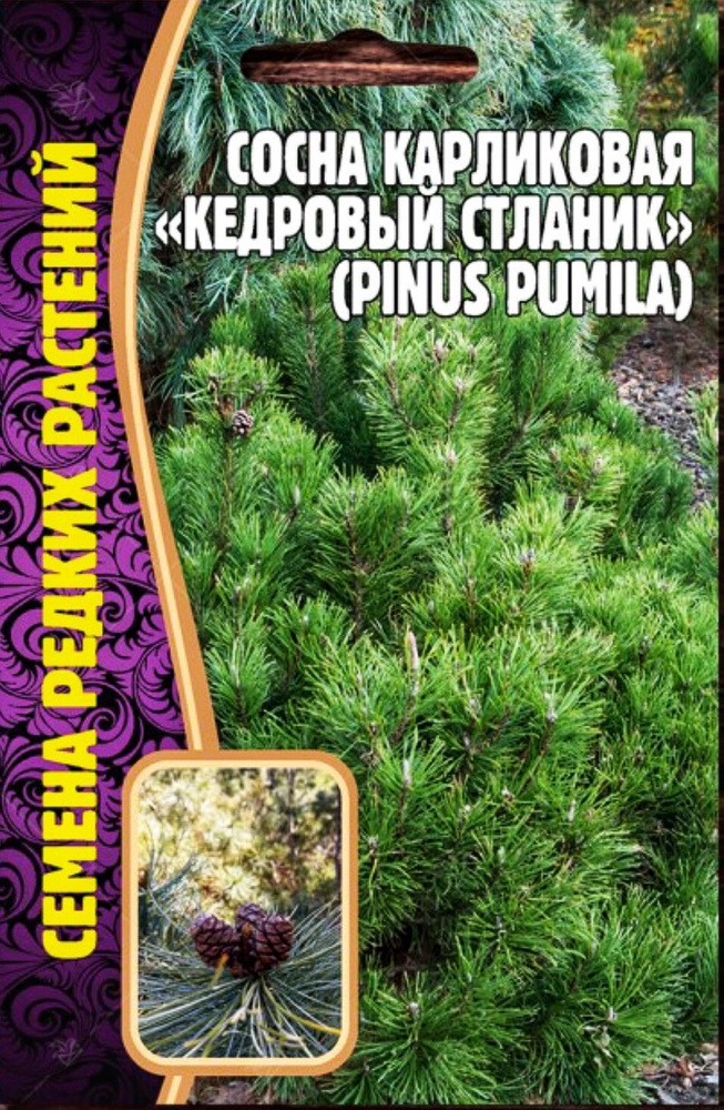 Сосна карликовая Кедровый Стланик, семена 5 шт, 1 пакет, ЧК  #1