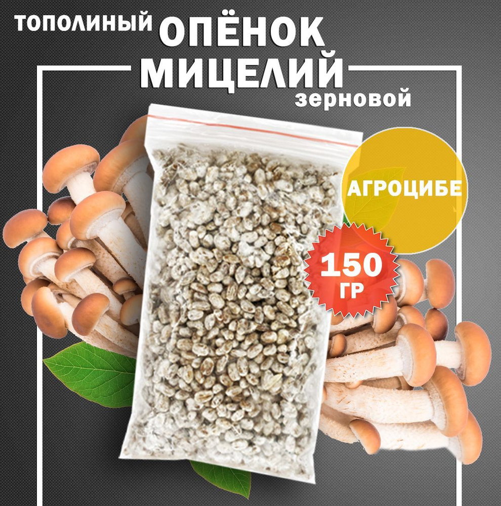 Мицелий грибов опенок тополиный зерновой (штамм Агроцибе) - 150 гр.  #1