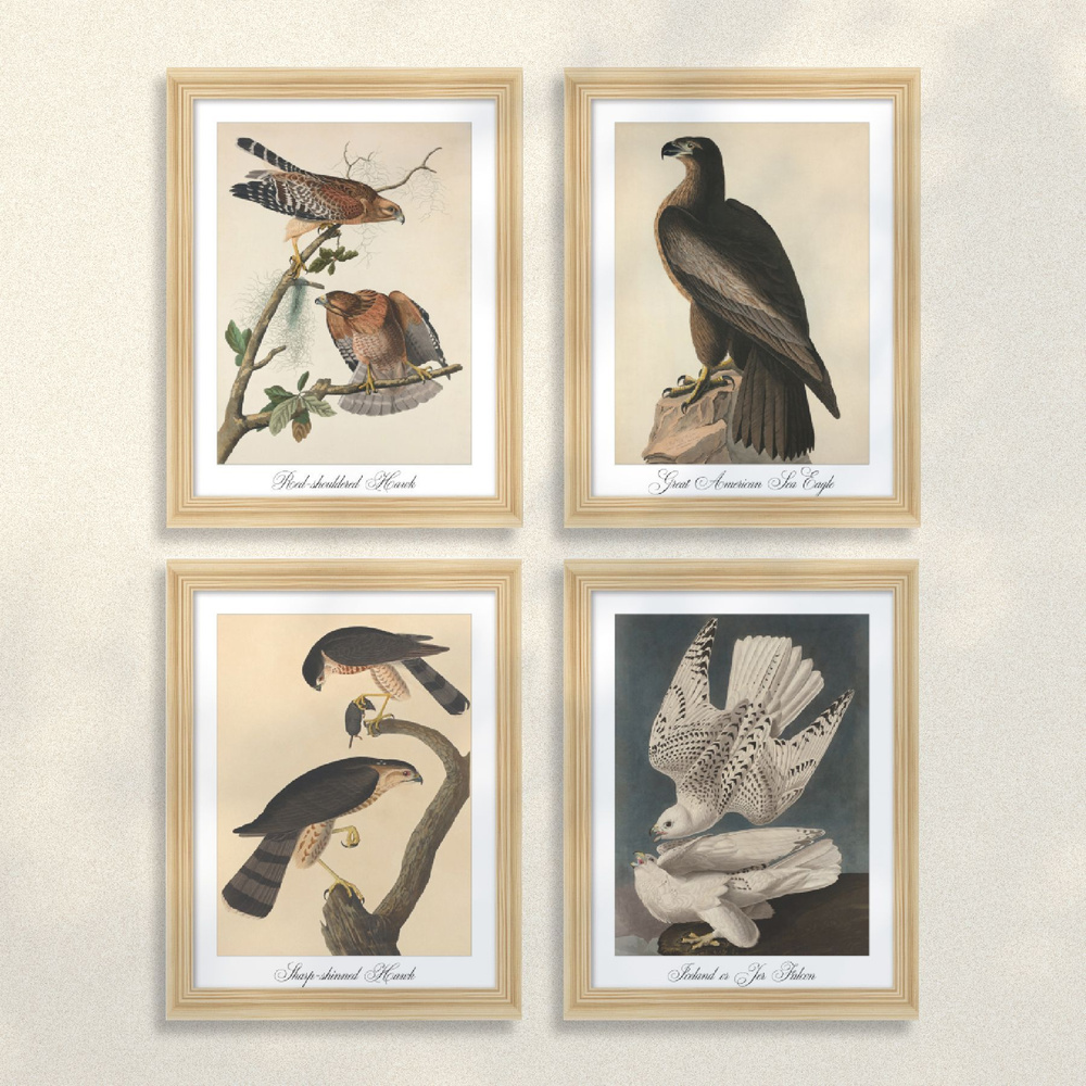 Модульные картины в раме Postermarket "Хищные птицы" 20х26 см 4 шт  #1