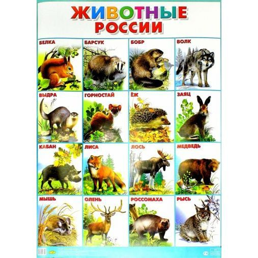 Обучающий плакат Литур Животные России. 555х774 мм #1