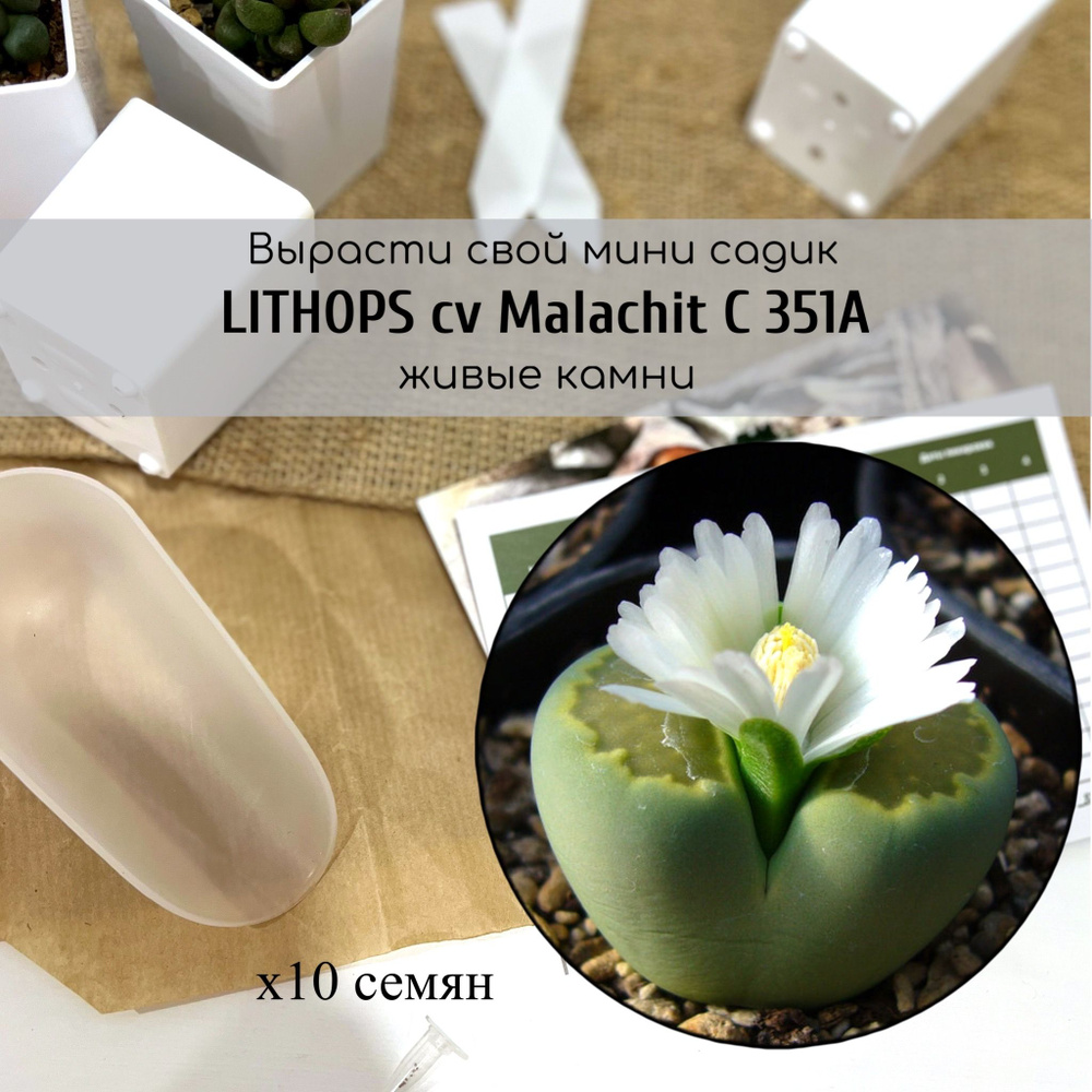 Семена литопса Lithops cv Malachit C 351A (Литопс солерос малахит) серия Живые камни от Бюро семян  #1