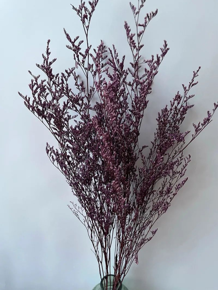 Кермек стабилизированный фиолетовый/ сухоцветы для дома, декора, для флористов  #1