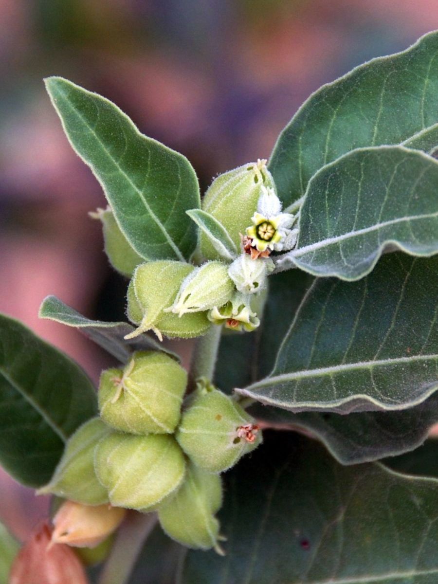 СеменаАшваганда(ИндийскийЖеньшень)/Withaniasomnifera,5штук