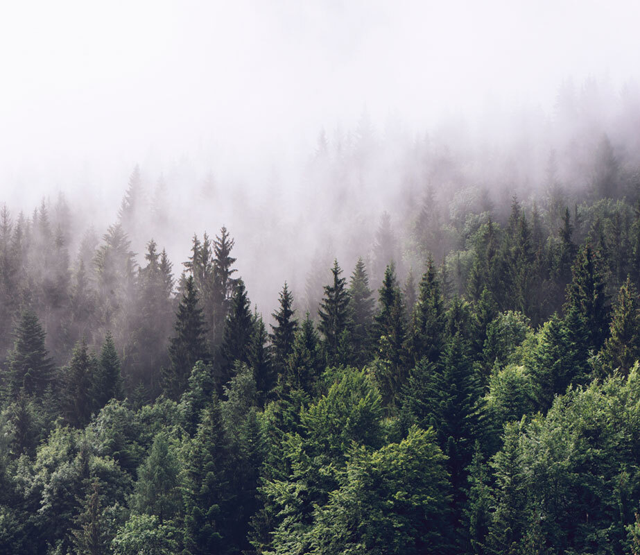 Фотообои флизелиновые на стену 3д GrandPik 2082 "Горный лес в тумане" (ШхВ), 300х260 см  #1