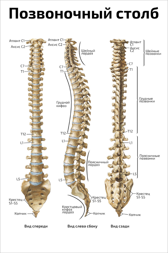 Плакат обучающий А2 ламинир. Позвоночный столб человека: анатомия и строение 457x610 мм  #1