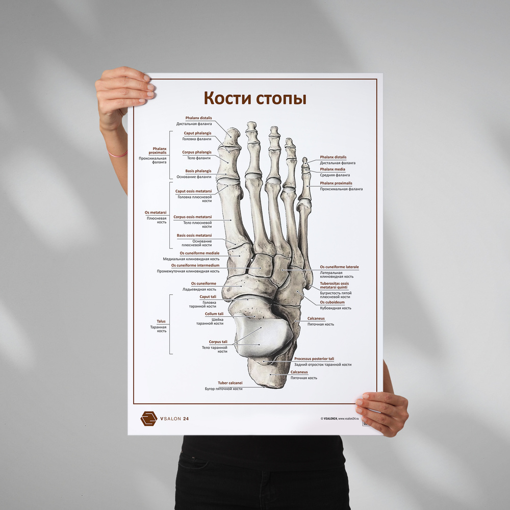 Плакат Кости стопы для кабинета педикюра и подолога в формате А1 (84 х 60 см)  #1