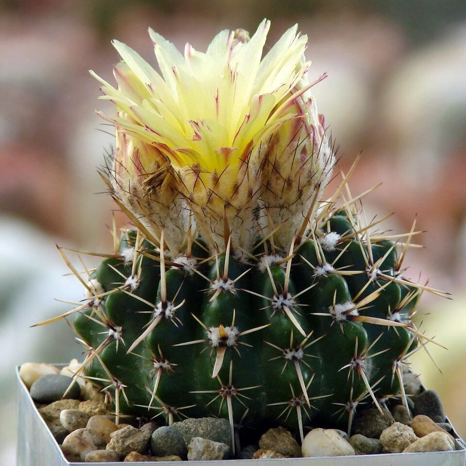 Суккулент Кактус Notocactus submammulosus VG-019 семена (10 ШТ) #1