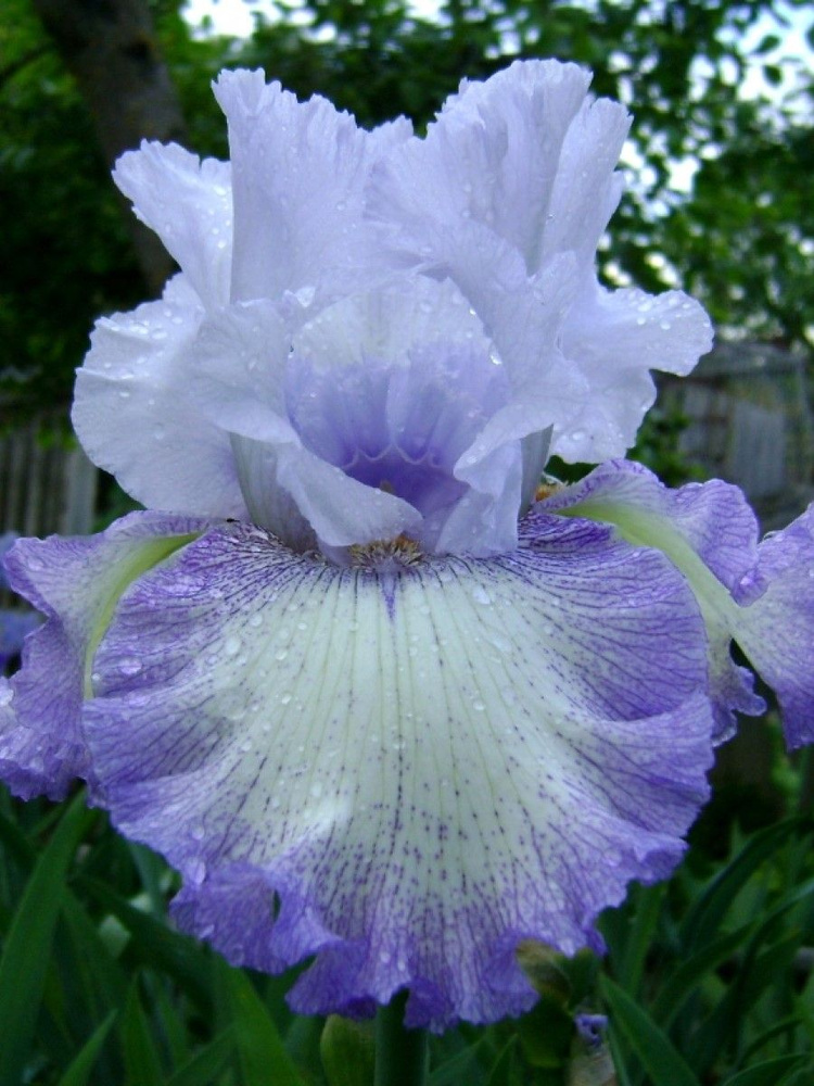 Семена Ирис бородатый микс (Bearded Irises), 10 штук #1