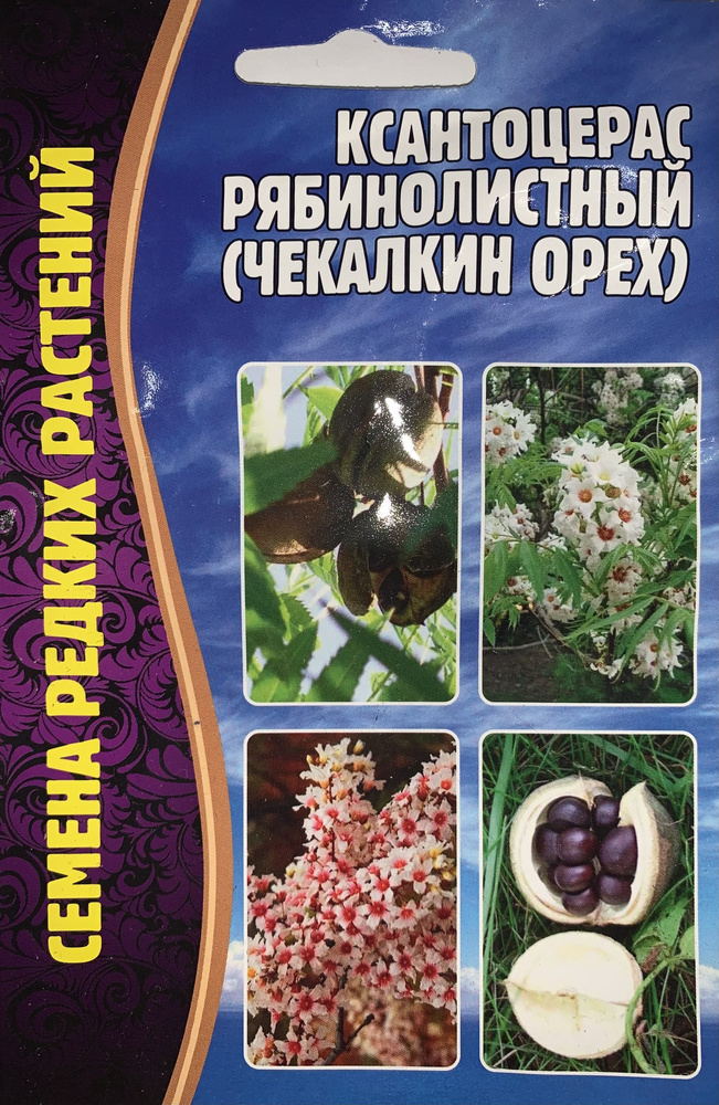 Ксантоцерас Рябинолистный (Чекалкин Орех), 1 пакет, семена 2 шт, ЧК  #1