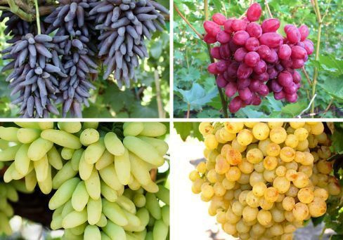 Комплект винограда: Звездный тандем кишмиш из 4-х сортов саженцев  #1