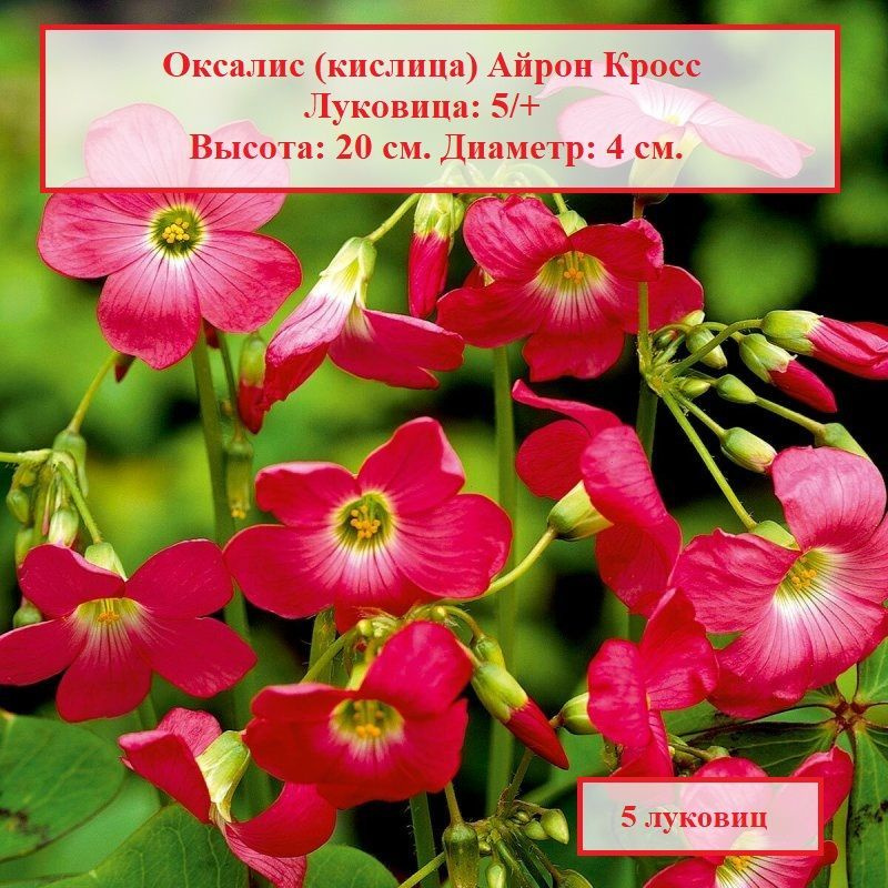 Оксалис (кислица) Айрон Кросс (5 луковиц) #1